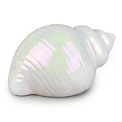 Dommio Dekoratívna mušľa Mare, 10 cm