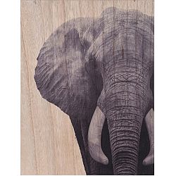 Obraz na dreve Elephant, 28 x 38 cm