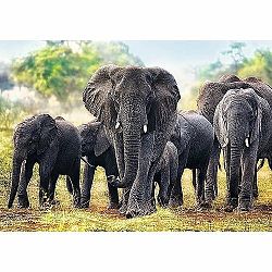 TREFL Puzzle Afričtí sloni 1000 dílků 